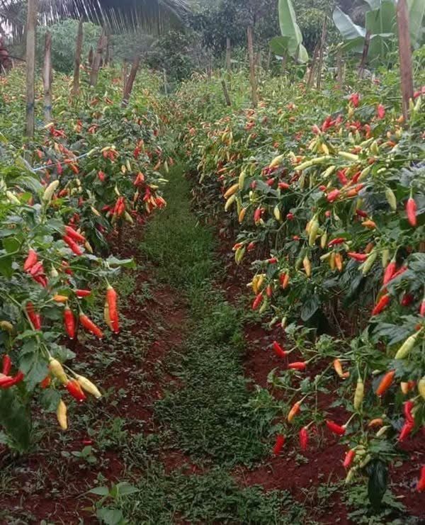 Cultivo de ají en hileras con plantas cargadas de frutos