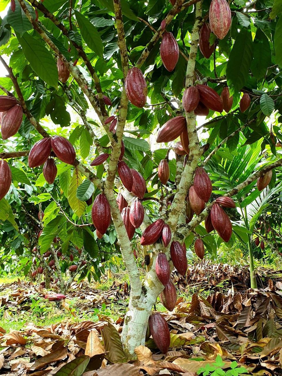 Árbol de cacao cargado de mazorcas maduras