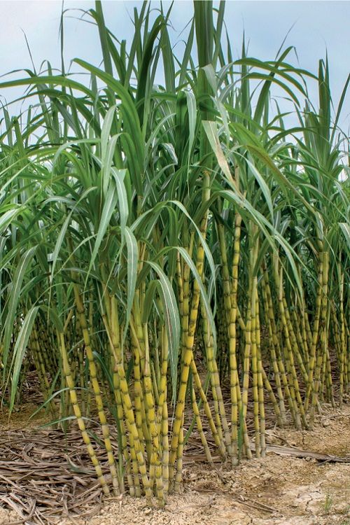 Plantación de caña de azúcar en pleno crecimiento