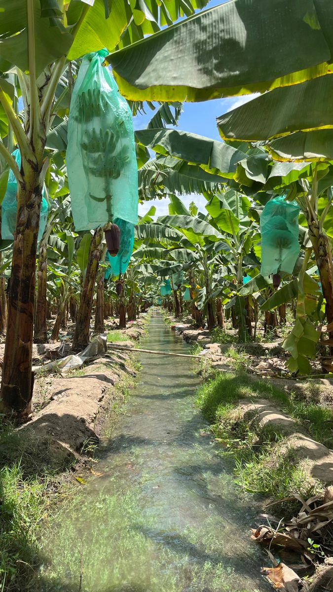 Plantación de banano con fundas protectoras en cultivo tecnificado