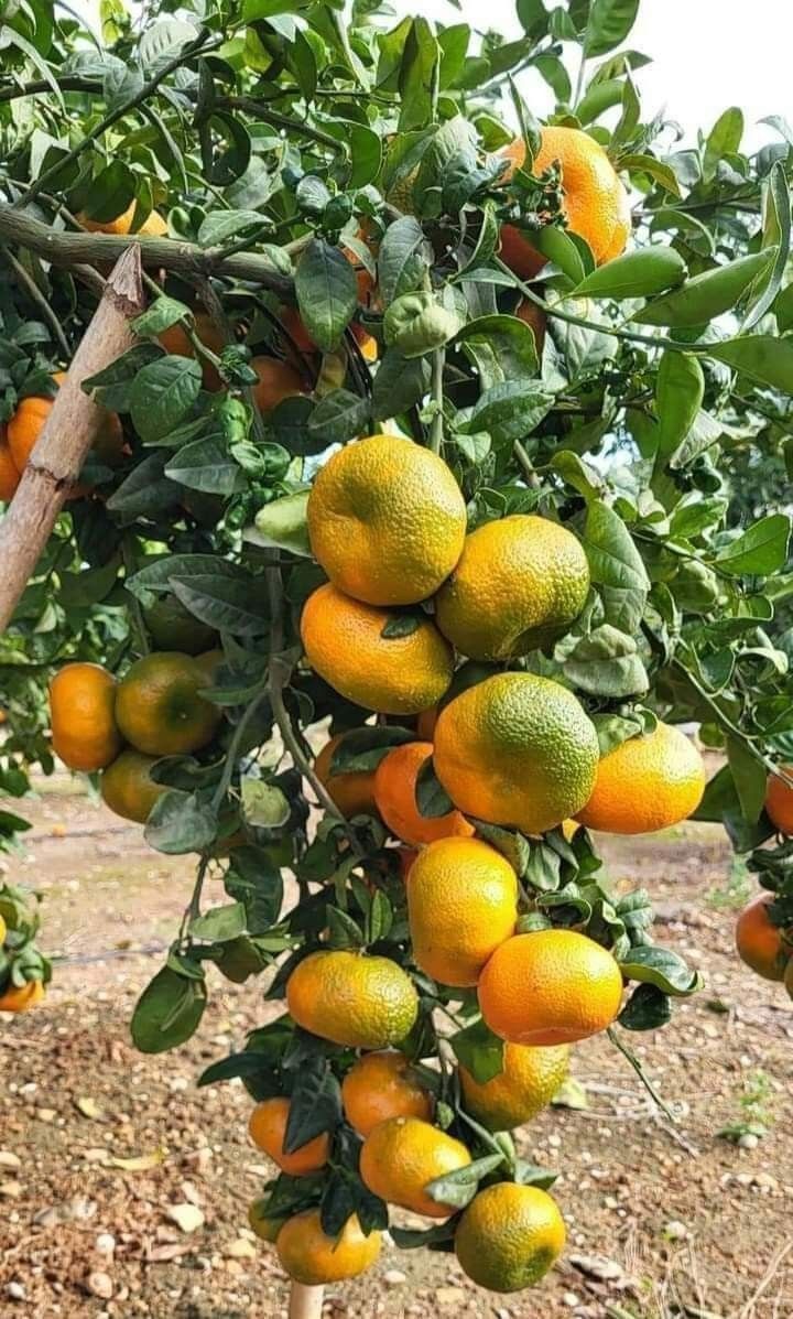 Árbol de mandarinas cargado de frutos maduros