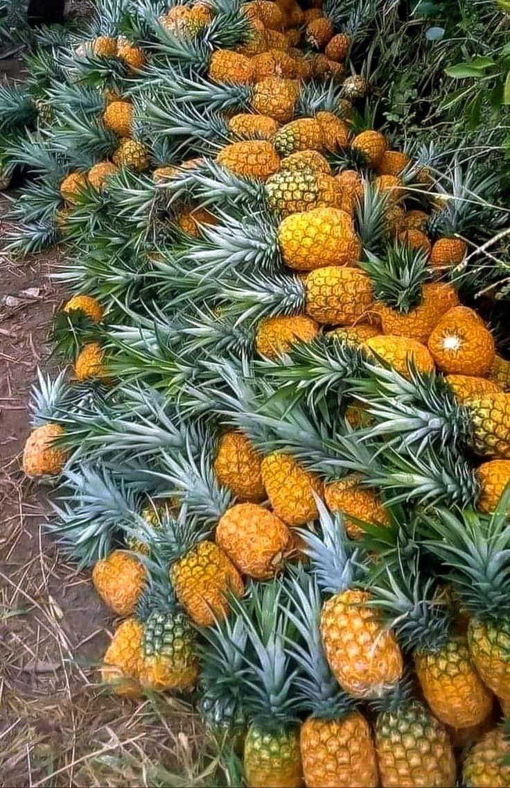 Cosecha de piñas frescas apiladas en el campo